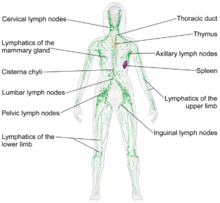 Can stress cause swollen lymph nodes? No fuss? - Negative Stress