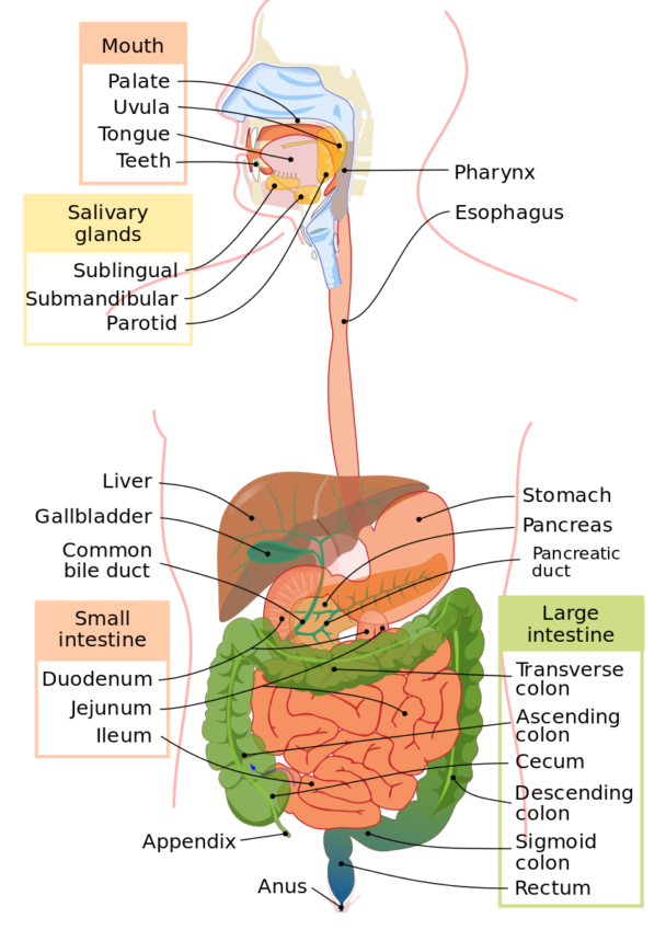 can-stress-cause-blood-in-stool-read-on-negative-stress