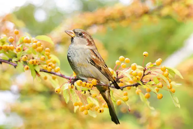 Relaxing power of birds - 4 birdwatching tips